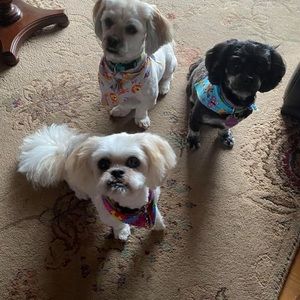 Meet your Posher, Lisa